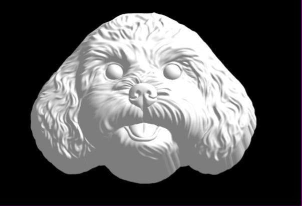 Mold of a cavapoo puppy face framed by long curly ears