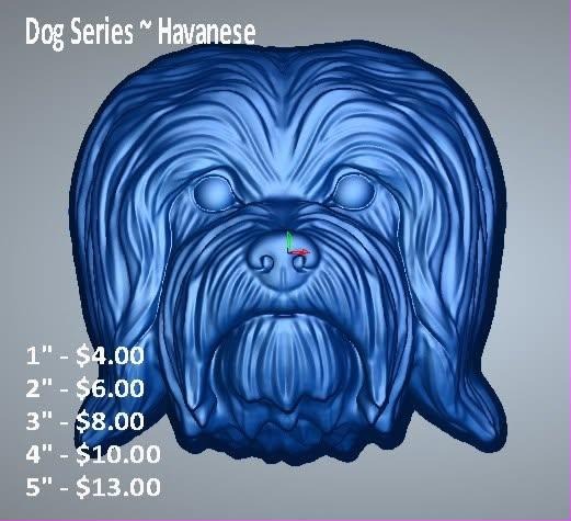 Blue cast of a Havanese dog head with a long silky coat falling over the eyes