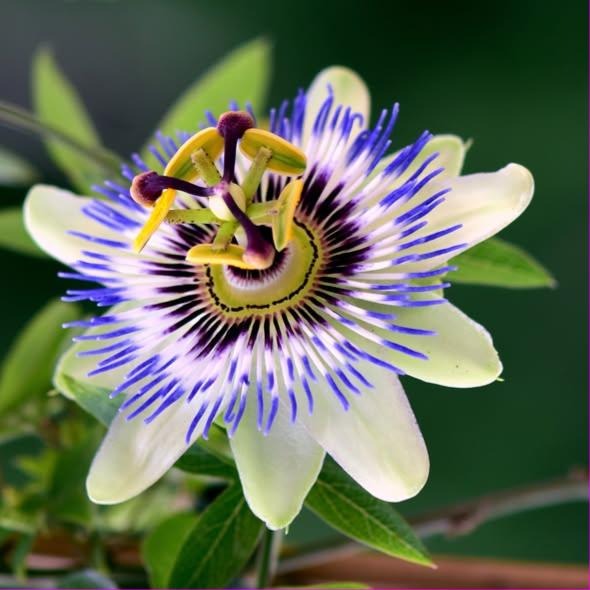 Photograph of a passion flower, purple-tipped corona filaments over broad cream petals