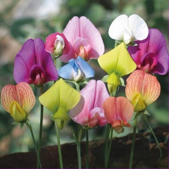 Photograph of sweet pea flowers in pink, yellow, white and pale blue on slender stems