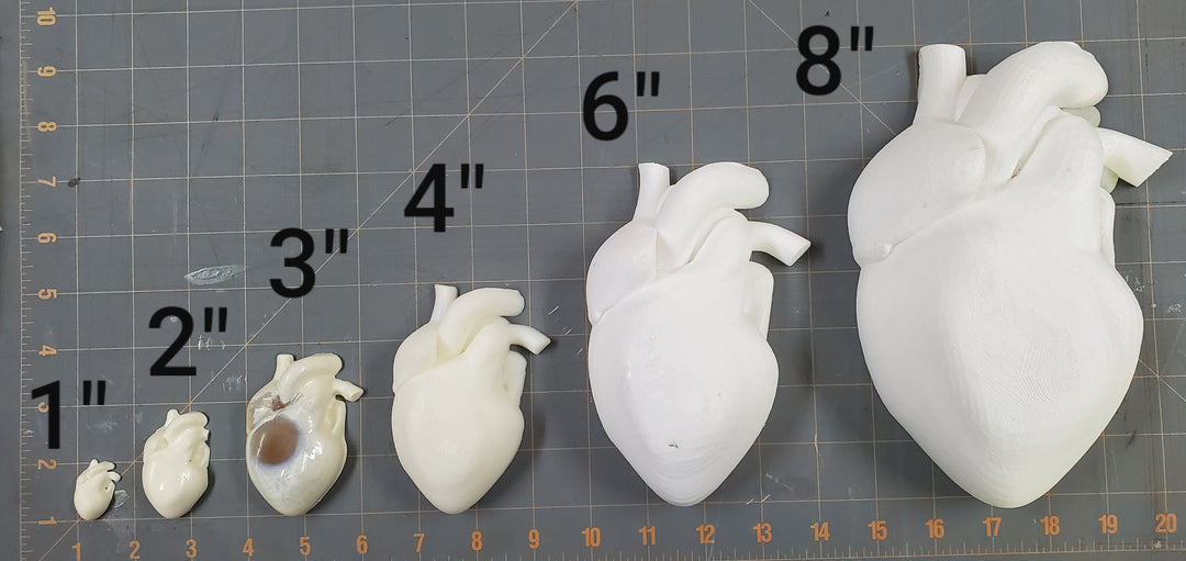 Human Heart Plastic Mold or silicone mold, Resin Mold, heart Mold, clay mold, soap mold, wax mold, anatomy mold, human mold, bath bomb mold