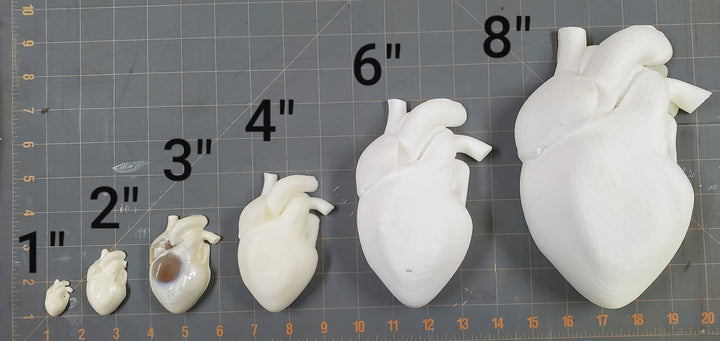Human Heart Plastic Mold or silicone mold, Resin Mold, heart Mold, clay mold, soap mold, wax mold, anatomy mold, human mold, bath bomb mold